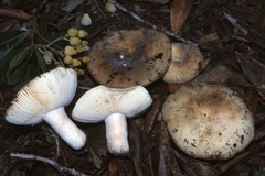 Russula amoenicolor