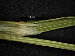 Poa alsodes