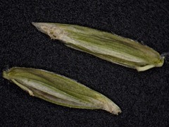 Poa alsodes