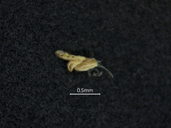 Poa alsodes