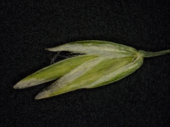Poa alsodes
