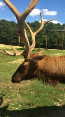 Cervini