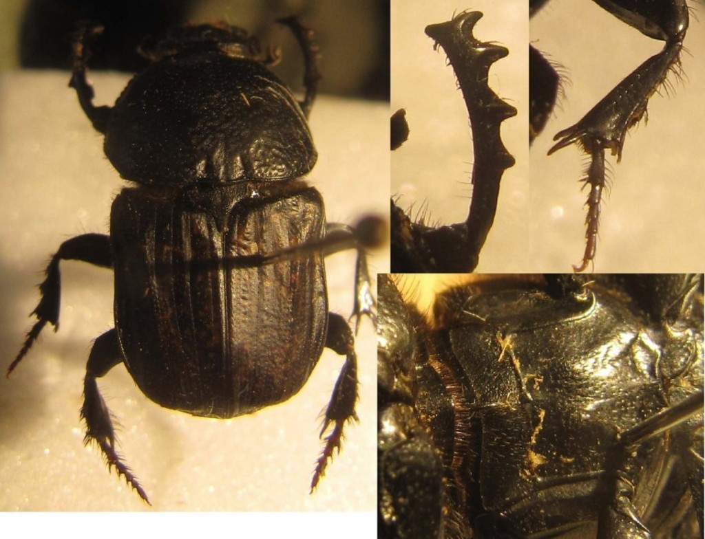 Cheironitis hungaricus