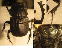 Cheironitis irroratus