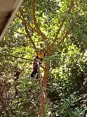 Ramphastos dicolorus