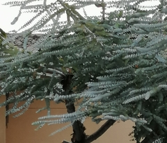 Eucalyptus pulverulenta