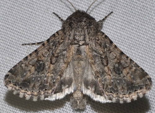 Cardepia sociabilis de Graslin, 1850