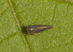 Megophthalminae