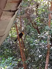 Ramphastos dicolorus
