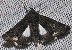 Catephia alchymista