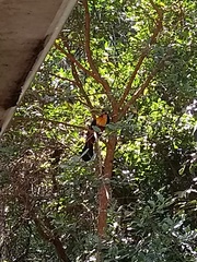 Ramphastos dicolorus