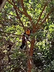 Ramphastos dicolorus