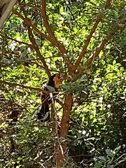 Ramphastos dicolorus