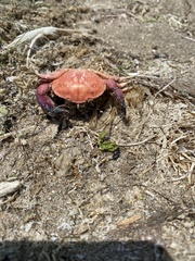 Eurypanopeus crenatus