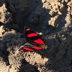 Callicore astarte selima