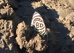 Callicore astarte selima