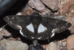 Catephia alchymista