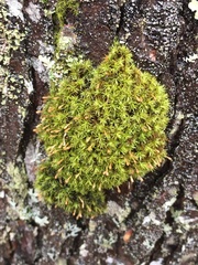 Ulota coarctata