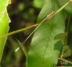 Aciagrion pallidum