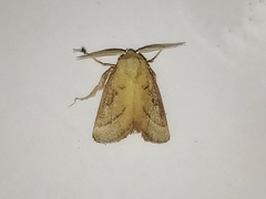 Lepidoptera