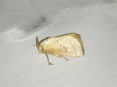 Lepidoptera