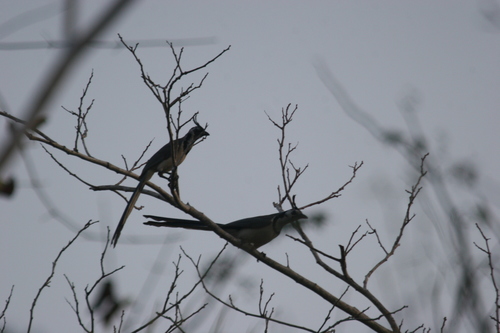Black-throated × White-throated Magpie-Jay (Cyanocorax colliei × formosus)