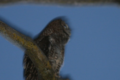 Strix occidentalis occidentalis