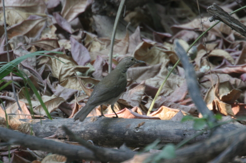 White-throated Thrush (Turdus assimilis)
