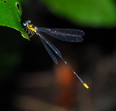 Coeliccia pulchella
