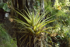 Tillandsia borealis