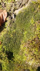 Jungermannia atrovirens
