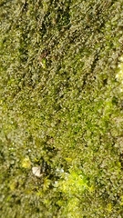 Jungermannia atrovirens