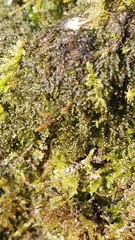 Jungermannia atrovirens