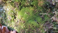 Gymnostomum aeruginosum