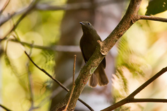 Schiffornis virescens