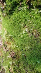 Gymnostomum aeruginosum