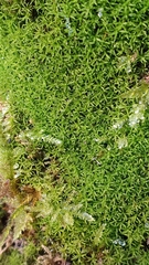 Gymnostomum aeruginosum