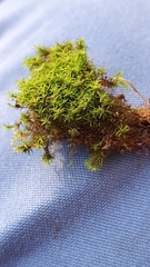 Gymnostomum aeruginosum