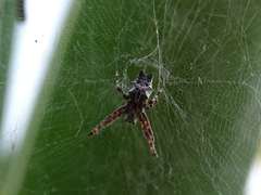 Cyrtophora citricola