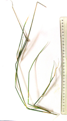 Ehrharta ramosa aphylla