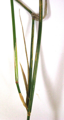 Ehrharta ramosa aphylla