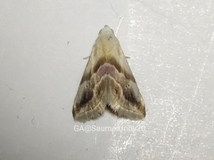 Eublemma roseana