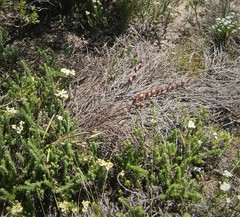 Gladiolus carinatus