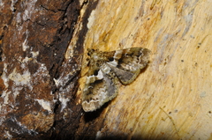 Erebidae