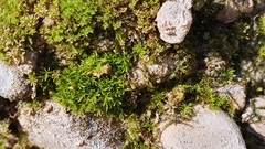 Gymnostomum aeruginosum