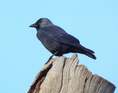 Corvus monedula