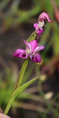 Disperis paludosa