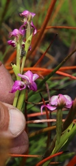 Disperis paludosa