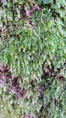 Plagiothecium nemorale