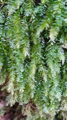 Plagiothecium nemorale